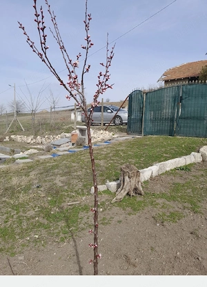 Vand teren intravilan-808m  cu casuta de lemn izolata si foisor din lemn, com Pestera - imagine 4