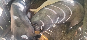 Porci de vanzare 