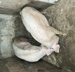 Porci de vânzare pentru sacrificat  - imagine 4