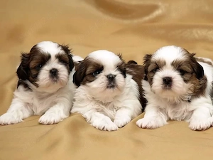 Băiat Shih Tzu