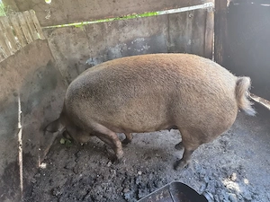 Vând Scroafa Duroc 