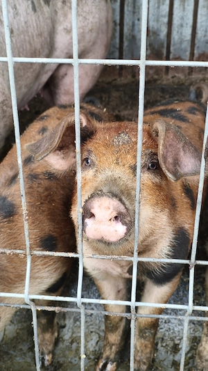 De vînzare Purci Duroc 20 kg bucata - imagine 3