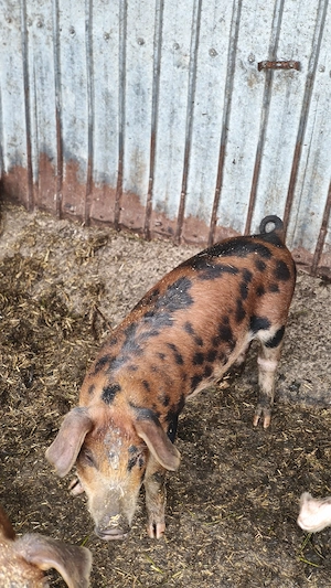 De vînzare Purci Duroc 20 kg bucata - imagine 2