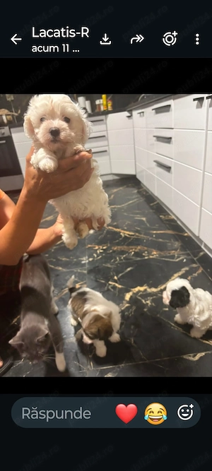 Vând 3 căței bichon havanez&maltez de 1 lună și o saptamana,2 băieți și o fata - imagine 3