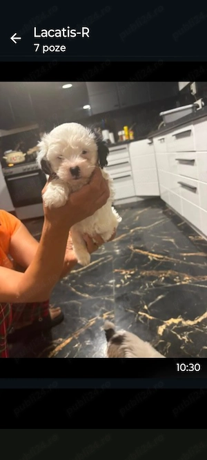 Vând 3 căței bichon havanez&maltez de 1 lună și o saptamana,2 băieți și o fata - imagine 4