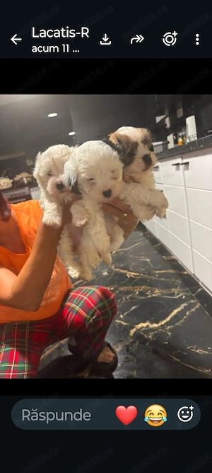 Vând 3 căței bichon havanez&maltez de 1 lună și o saptamana,2 băieți și o fata - imagine 2