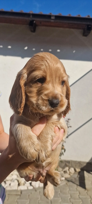 Cocker Spaniel