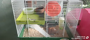 vand cușcă cu accesorii și hamsteri pitici 4