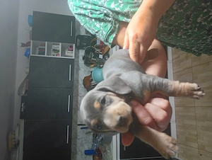 Căței tekel puișori 