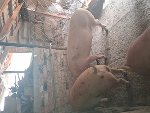 Vind porci duroc si marele alb 100-140kg