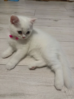 British  Shorthair 