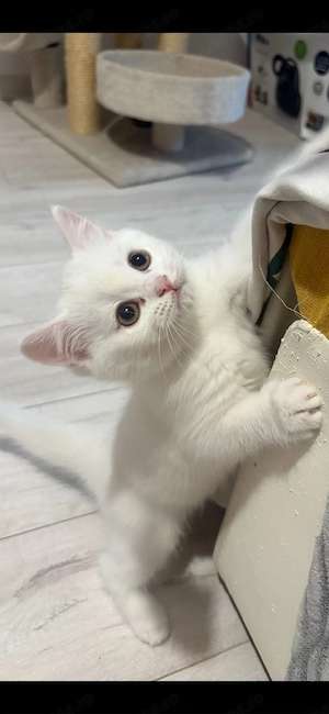 British  Shorthair 