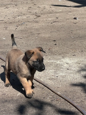 Catei malinois disponibili pentru rezervare - imagine 5