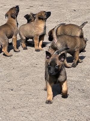 Catei malinois disponibili pentru rezervare - imagine 3