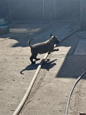 Catei malinois disponibili pentru rezervare - imagine 4