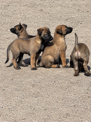 Catei malinois disponibili pentru rezervare