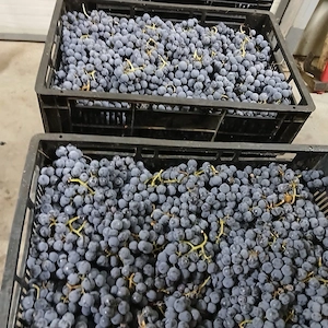 struguri de vin  
