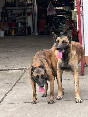 Catei malinois disponibili pentru rezervare - imagine 2