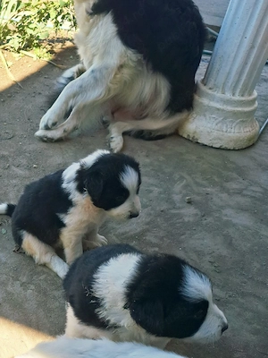 Căței Border Collie - imagine 2