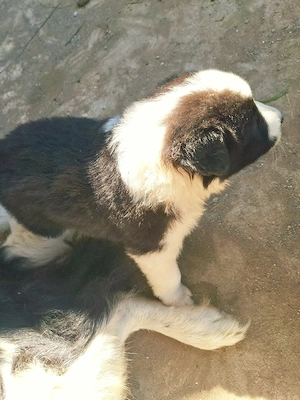 Căței Border Collie - imagine 3