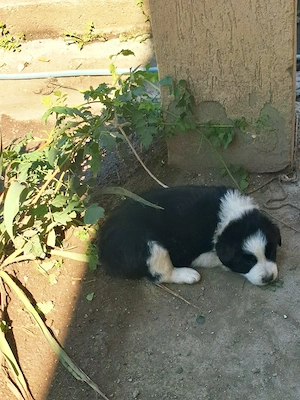 Căței Border Collie - imagine 5