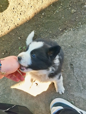 Căței Border Collie