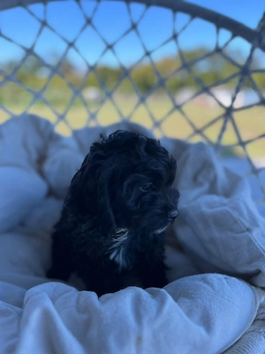 cavapoo cavalier pudel pitic - imagine 2