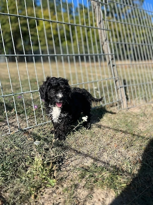 cavapoo cavalier pudel pitic - imagine 3