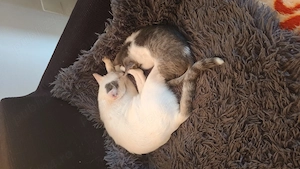 Adopție responsabila pisici