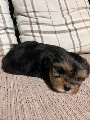 Yorkshier Terrier  - imagine 4