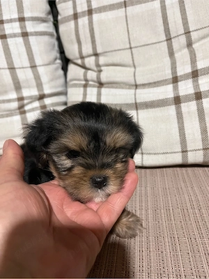 Yorkshier Terrier  - imagine 3