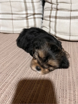 Yorkshier Terrier  - imagine 2