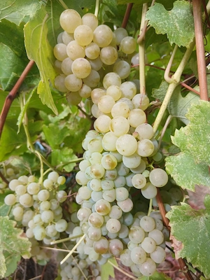 Vând struguri de vin obținuți în podgoria proprie