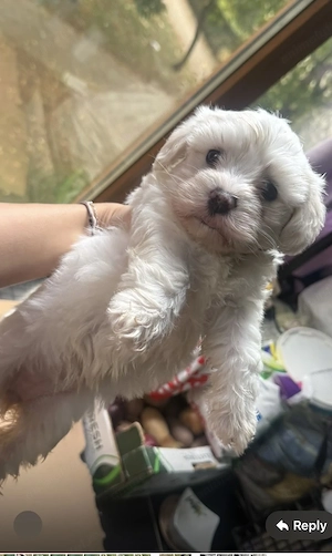 Fetita bichon maltez talie mica - imagine 3