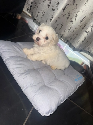 Fetita bichon maltez talie mica