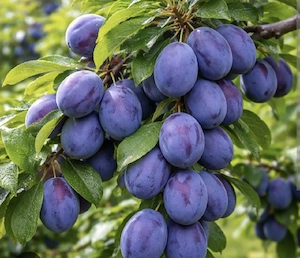 Tuica Palinca de prune 100% bio