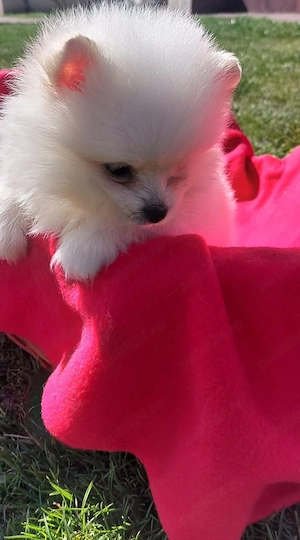 Pomeranian mini - imagine 2