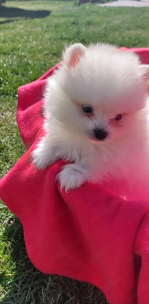 Femela pomeranian - imagine 3