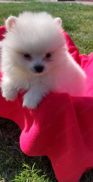 Femela pomeranian - imagine 2