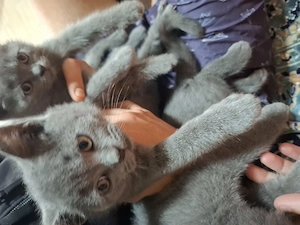 Vand pui de pisica british shorthair pret negociabil - imagine 3