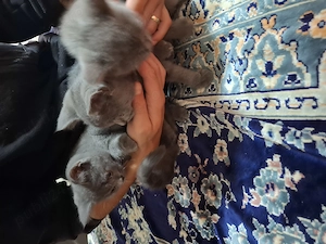 Vand pui de pisica british shorthair pret negociabil - imagine 4