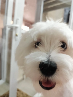 Bichon Maltez  - imagine 5