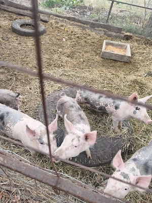 Porci de vanzare - imagine 5