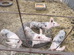 Porci de vanzare