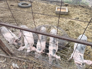 Porci de vanzare - imagine 2