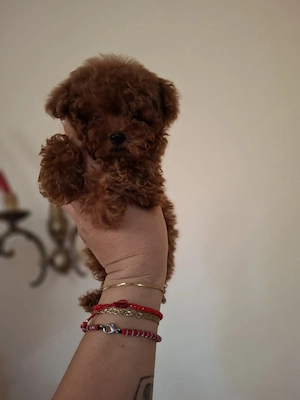 Pudel toy 3 kg - imagine 3