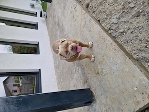 American bully pocket 8 lunii - imagine 4