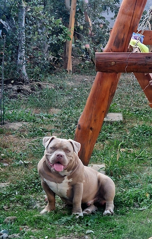 American bully pocket 8 lunii - imagine 2