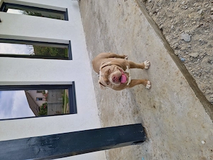 American bully pocket 8 lunii - imagine 3