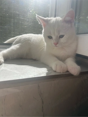 pisica british shorthair - imagine 3
